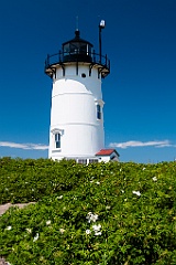 Race Point Light Among Beach Roses in Massachusetts